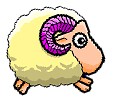 Sheep